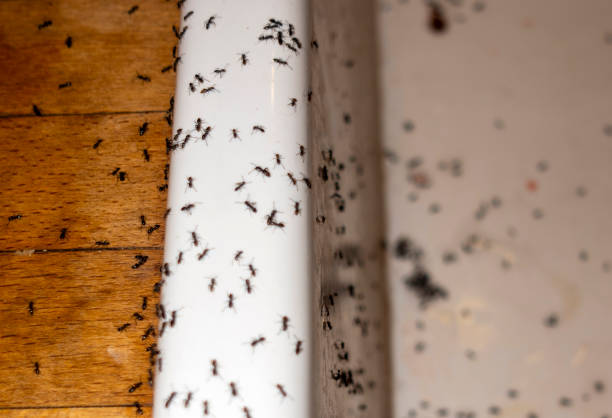 Best Pest Control for Businesses  in Edwardsville, PA