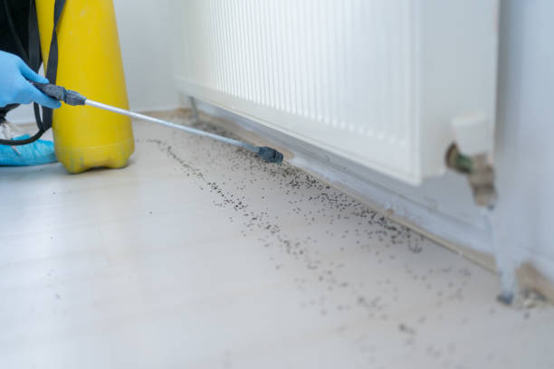 Best Best Pest Control Companies  in Edwardsville, PA